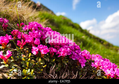 Rosso fiori di montagna nei Carpazi romeni, su un pendio Foto Stock