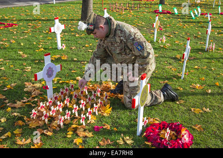 Glasgow, Scotland, Regno Unito. 8 Novembre, 2014. Riso di Salomone, di 15 anni, da Cambuslang vicino a Glasgow, membro di Glasgow e Lanarkshire cadetti, era stato incaricato di assicurare che il ricordo giardino in George Square, Glasgow, Scozia, era ordinata in preparazione per il Ricordo Servizio di domenica 9 novembre 2014. Qui egli sta partecipando al memoriale per la logistica di Royal Marines e assicurandosi che tutte le croci commemorative siano pulite e leggibili. Credito: Findlay/Alamy Live News Foto Stock