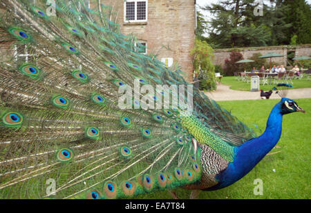 Chiusura del pavone maschio Pavo cristatus con piume di coda in piena visualizzazione sull'erba nel giardino di casa Pencarrow Washaway B Foto Stock