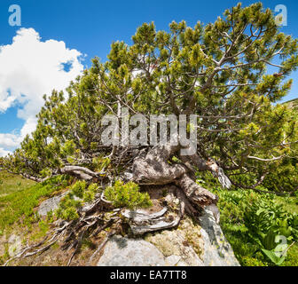 Foresta di montagna scrub pini (Pinus mugo) sotto il cielo blu Foto Stock