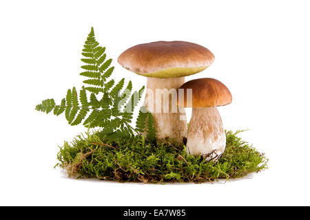 Due funghi porcini freschi in un verde muschio isolati su sfondo bianco Foto Stock