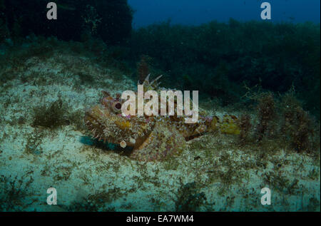 Red scorfani, Scorpaena scrofa, prese a Malta, Mare Mediterraneo. Foto Stock