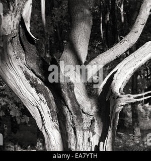 Bianco e nero immagine infrarossa di antico bosco di querce un ex tenuta di caccia reale medievale forest Foto Stock