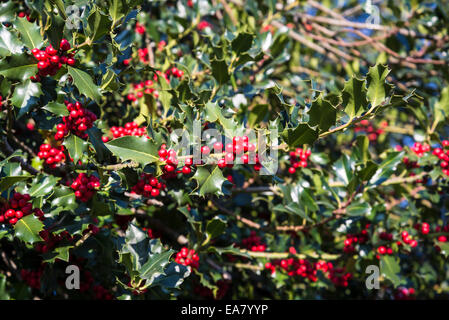 Bacche rosse, Europeo Holly (Ilex aquifolium) foglie e frutta Foto Stock