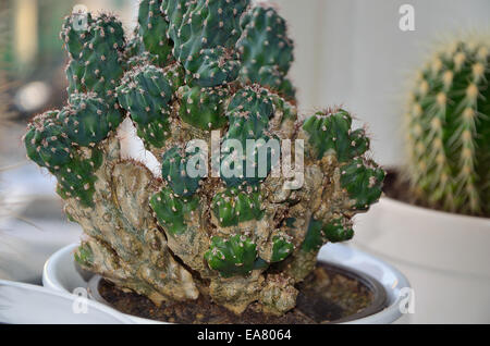 Cereus Peruvianus monstrosus e Echinocactus grusonii, close up Foto Stock