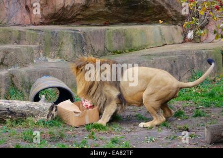 Chicago, Illinois, Stati Uniti d'America. 8 Novembre, 2014. Successo! Sahar, Lincoln Park Zoo giovane maschio lion tira una lastra di carne fuori di una scatola di cartone. La scatola era stato nascosto nel cilindro in plastica a sinistra e Sahar era al lavoro per il suo pasto. Lo zoo cerca di fornire i suoi animali una stimolante e interessante sulla vita da questa tecnica. Credito: Todd Bannor/Alamy Live News Foto Stock