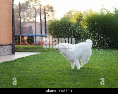 Bella sana samoiedo cane sull'erba giocando con acqua spruzzata in giardino Foto Stock