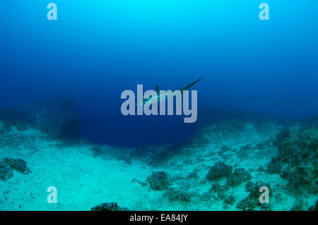 Comune di squalo trebbiatrice (Alopias vulpinus) Bohol Sea, Filippine, Sud-est asiatico Foto Stock