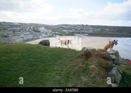 Cani su St Ives testa clifftop sopra Porthmeor Beach St Ives Penwith West Cornwall South West England Regno Unito Foto Stock