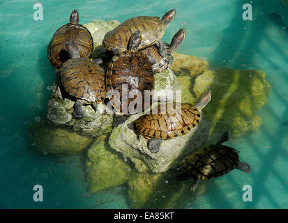 In box dipinto di tartarughe, Key West Foto Stock