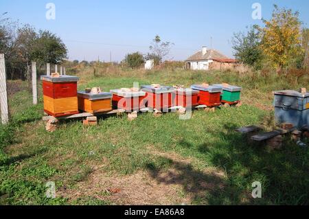 Colorato alveari dietro il cantiere in erba. Foto Stock