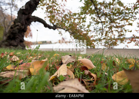 Bacino delle maree con alberi di ciliegio in autunno a Washington DC / WASHINGTON DC - foglie cadute dai ciliegi di Yoshino coprono il terreno lungo il bacino delle maree in autunno, l'acqua calmo accanto al percorso vuoto. Gli alberi, che ogni primavera ospitano l'annuale National Cherry Blossom Festival, mostrano foglie arancioni e gialle nei mesi autunnali. Fanno parte della collezione di 3.020 ciliegie fiorite di dodici varietà donate dalla città di Tokyo nel 1912 e sono gestite dal National Park Service come sito contributivo all'interno del distretto storico dei Parchi di Potomac Est e Ovest. Foto Stock