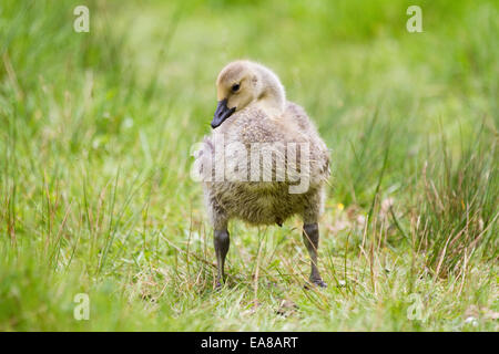 A 4 settimane vecchio Canada Goose gosling pulcino, stando in piedi in un ambiente naturale su un fuori fuoco sfondo d'erba. Egli sta cercando di th Foto Stock
