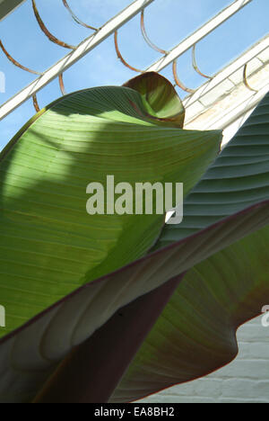 Close up di Banana foglie in serra al Lost Gardens of Heligan vicino Mevagissey Restormel Mid Cornwall South West en Foto Stock