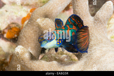 Pesce mandarino a Rainbow Reef a Yap Island. È chiamato dopo i colori sgargianti di imperatore cinese. Foto Stock