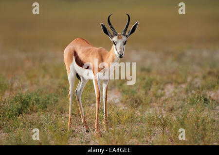 Springbok antilope (Antidorcas marsupialis) in habitat naturale, Sud Africa Foto Stock