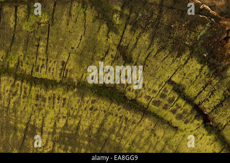 Calce viva il colore verde di alghe coperto castagno moncone rivolte a nord che non vede mai il sole gli anelli annuali decadendo Foto Stock