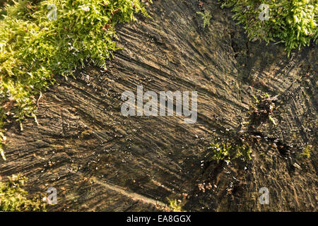 Accavallarsi ed invadendo moss iniziano a coprire il moncone di un morto albero segato il bassorilievo e illuminazione mostrano il dettaglio del nuovo mondo Foto Stock