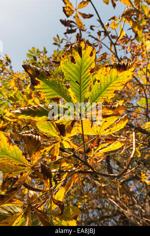 Irregolari macchie marrone variata foglie danneggiate su ippocastano e autunno autunnale di cambiamento di colore delle foglie tronco dietro Foto Stock