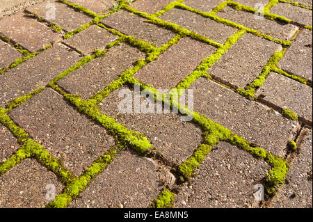 Nella necessità di manutenzione pulizia moss si accumula tra le incrinature che presto diventeranno un problema per i vecchi e gli anziani lo scivolamento Foto Stock