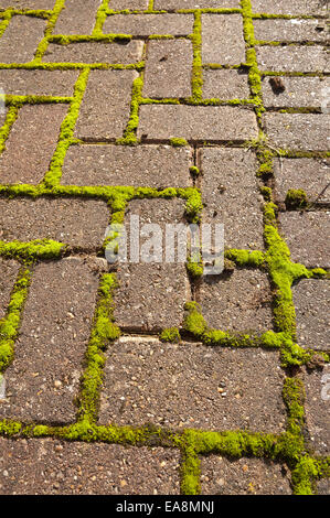 Nella necessità di manutenzione pulizia moss si accumula tra le incrinature che presto diventeranno un problema per i vecchi e gli anziani lo scivolamento Foto Stock