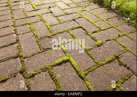 Nella necessità di manutenzione pulizia moss si accumula tra le incrinature che presto diventeranno un problema per i vecchi e gli anziani lo scivolamento Foto Stock