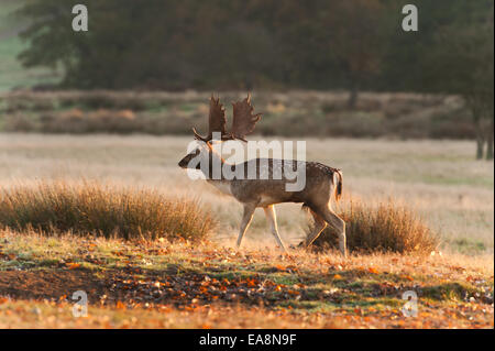 Coppia daini stag a piedi attraverso sedge tussocks e prateria all'alba con i primi raggi di sole Foto Stock