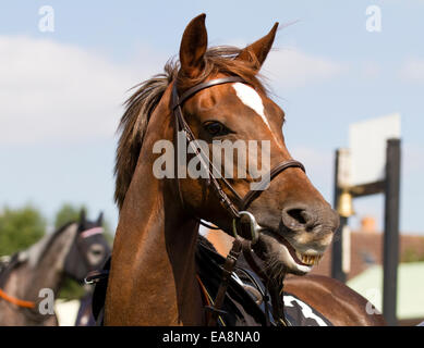 Colpo alla testa di un cavallo arabo in parata anello in corrispondenza di una superficie piana di evento racing a Hereford in settembre 2014. Foto Stock