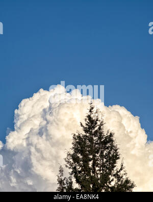 Close up di Cumulus mediocris nuvole Foto Stock