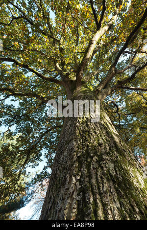 Magnifica tall forte vecchio antica i muschi e le alghe coperto quercia comune guardando verso l'alto a baldacchino contro il cielo blu di inizio autunno Foto Stock