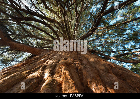 Un enorme gigante di conifere redwood a livello del suolo che mostra la corteccia protettiva e bolo di un imponente albero magnifico Foto Stock