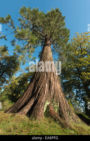 Un enorme gigante di conifere redwood a livello del suolo che mostra la corteccia protettiva e bolo di un imponente albero magnifico Foto Stock