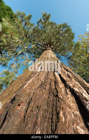 Un enorme gigante di conifere redwood a livello del suolo che mostra la corteccia protettiva e bolo di un imponente albero magnifico Foto Stock