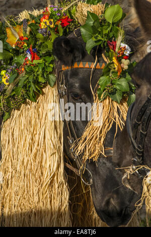 Tradizionale festa Hueter in Perchtoldsdorf, Bassa Austria, area di Vienna, Perchtoldsdorf Foto Stock