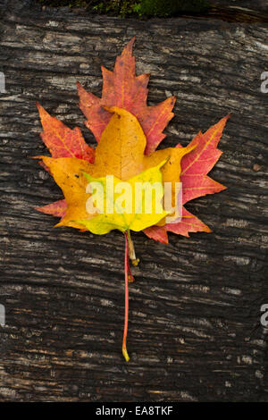 Trio di autunno Foto Stock