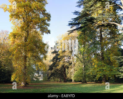 Le variegate Tulip alberi in autunno lungo Jackson Avenue a Westonbirt Arboretum, Gloucestershire, Inghilterra Foto Stock