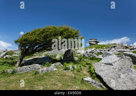 Il Cheesewring formazione di roccia e di vento albero bruciato, Bodmin Moor, Cornwall Foto Stock