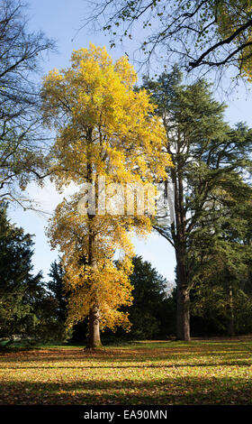 Le variegate Tulip alberi in autunno lungo Jackson Avenue a Westonbirt Arboretum, Gloucestershire, Inghilterra Foto Stock