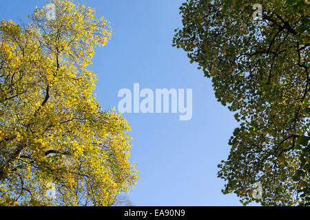 Le variegate Tulip alberi in autunno nel sole e ombra a Westonbirt Arboretum, Gloucestershire, Inghilterra Foto Stock