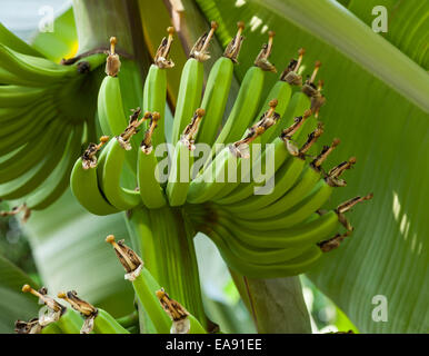 Le mani di banane Cavendish crescente su albero Foto Stock