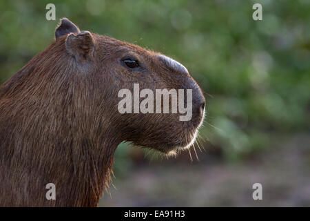 Voce maschile capibara (Hydrochoerus hydrochaeris) fissando intensamente, nelle prime ore del mattino a Los Ilanos del Orinoco, Venezuela. Foto Stock