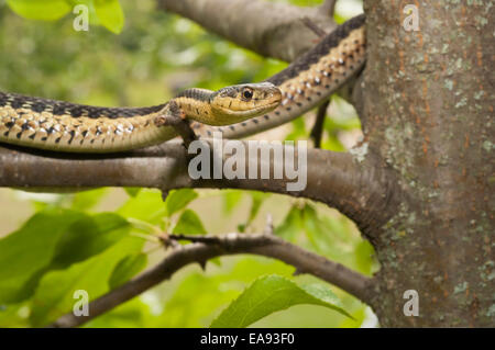 Giarrettiera orientale snake, Thamnophis sirtalis sirtalis, Nativi Nord America orientale Foto Stock