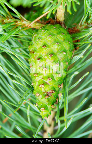 Green scozzesi o pino silvestre Pinus sylvestris cono su albero che cresce nella evergreen la foresta di conifere. Pomerania, Polonia. Foto Stock