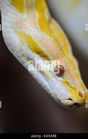 Amelanistic Burmese python Foto Stock