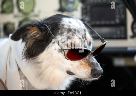 Border Collie Australian Shepherd mix cane seduto con occhiali da sole nel cockpit ariplane indossa foulard bianco cerca smart cut Foto Stock