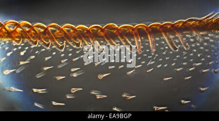 Buff tailed Bumble Bee wing che mostra le strutture a gancio, campo oscuro fotomicrografia Foto Stock