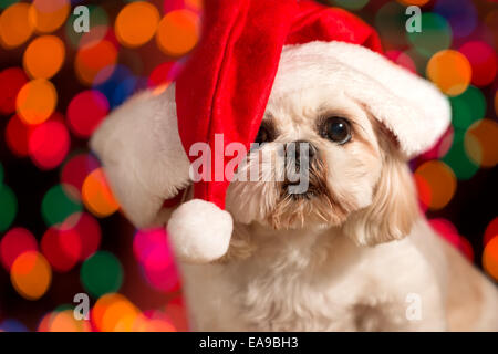 Shuh Tzu cane rosso da indossare Santa con cappello di Natale holiday lights bokeh in background cercando adorabili carino Pronto avviso in attesa Foto Stock