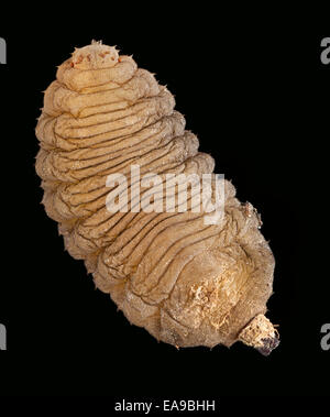 Hoverfly larva, Volucella inanis Foto Stock