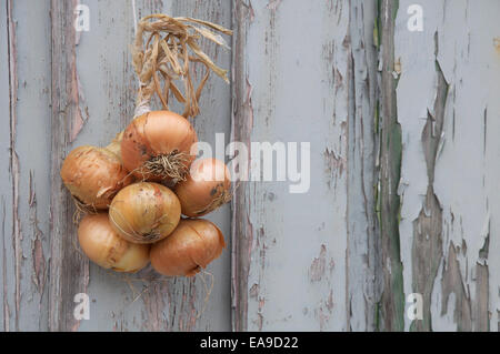 Verdure. Un mazzetto di cipolle (Allium cepa) legati insieme con una corda, appeso contro una parete spiovente di pannelli in legno con pareti scrostate. In Inghilterra. Foto Stock