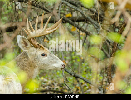 Pezzati Culbianco Deer Buck in piedi in un boschetto. Foto Stock